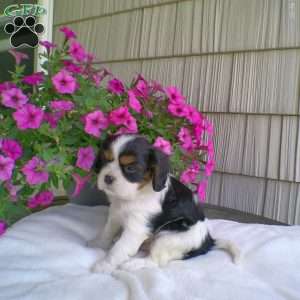 Donald, Cavalier King Charles Spaniel Puppy